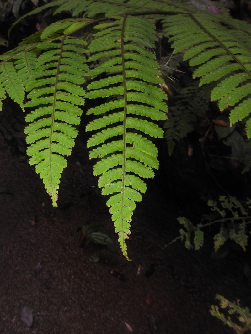 Cyathea oblonga photo 8