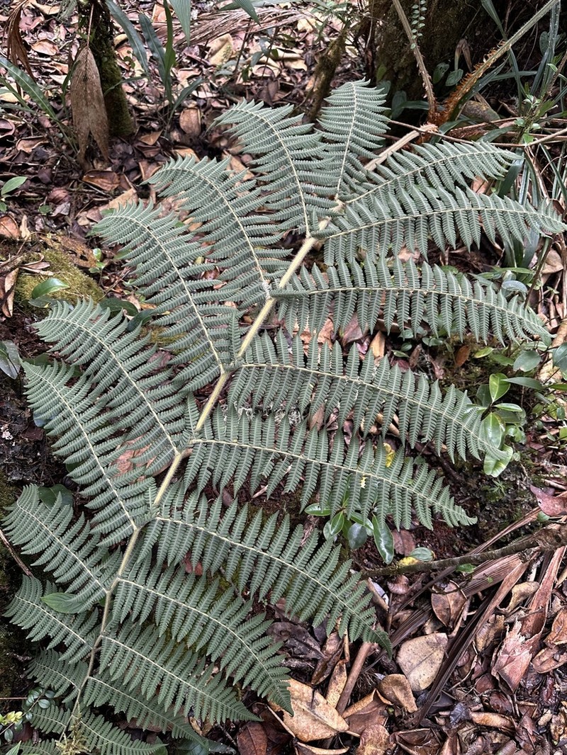 Cyathea obnoxia