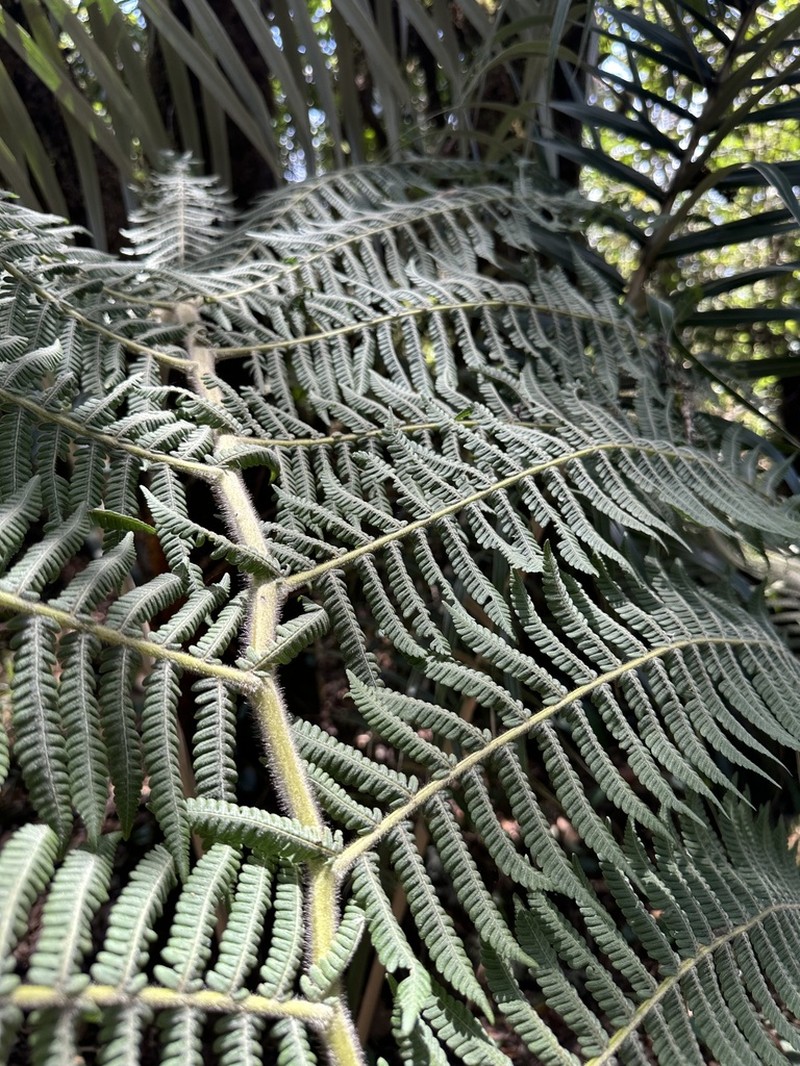 Cyathea obnoxia photo 2