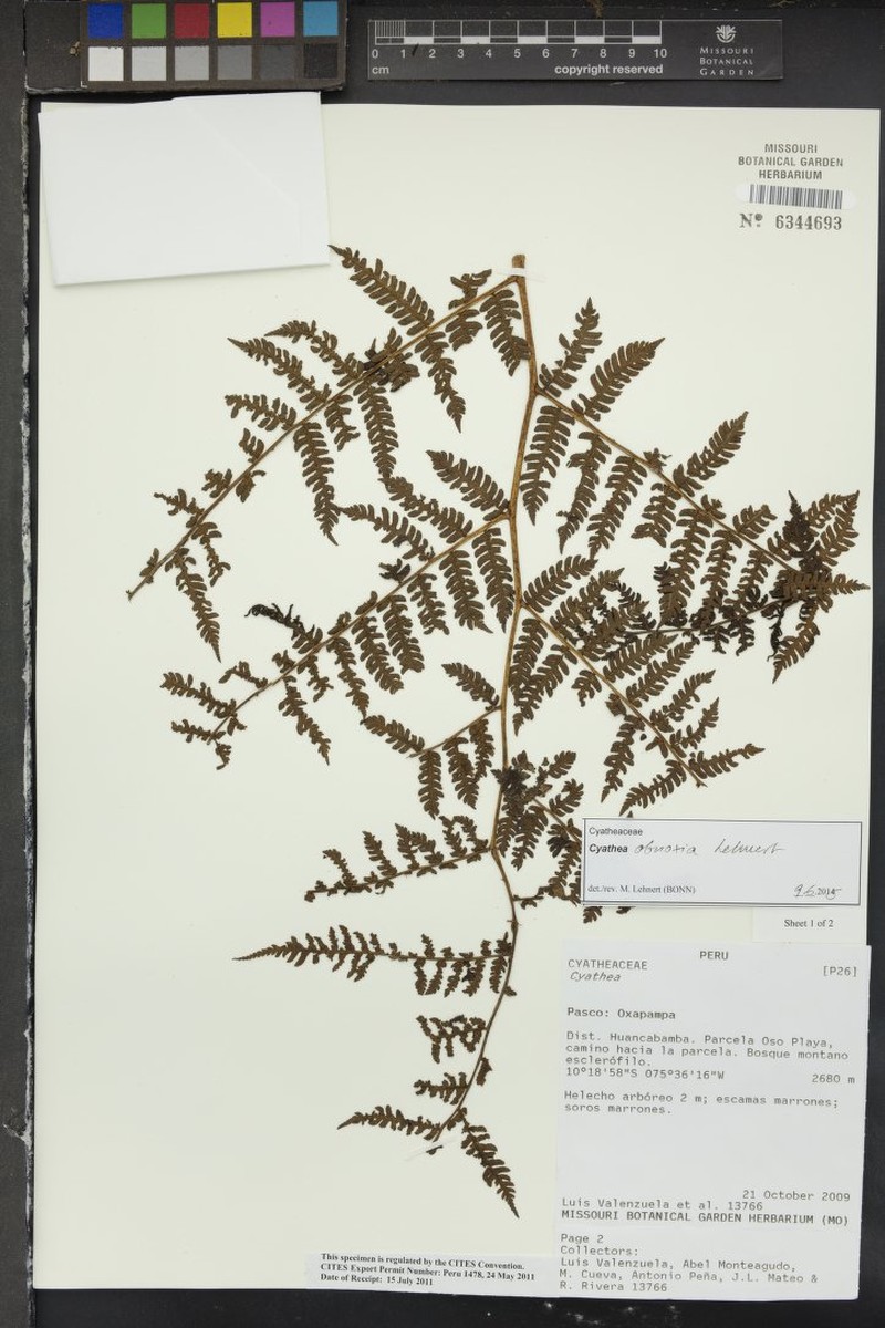 Cyathea obnoxia photo 3