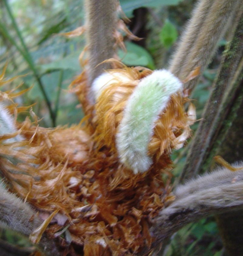 Cyathea obnoxia photo 4