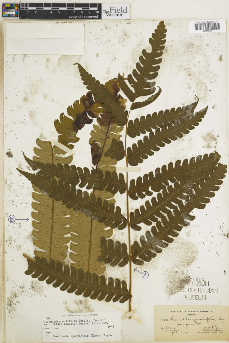Cyathea obtusa