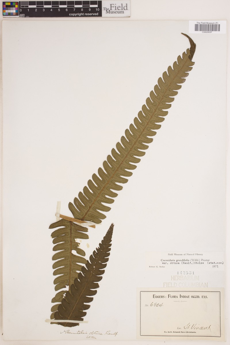 Cyathea obtusa photo 2