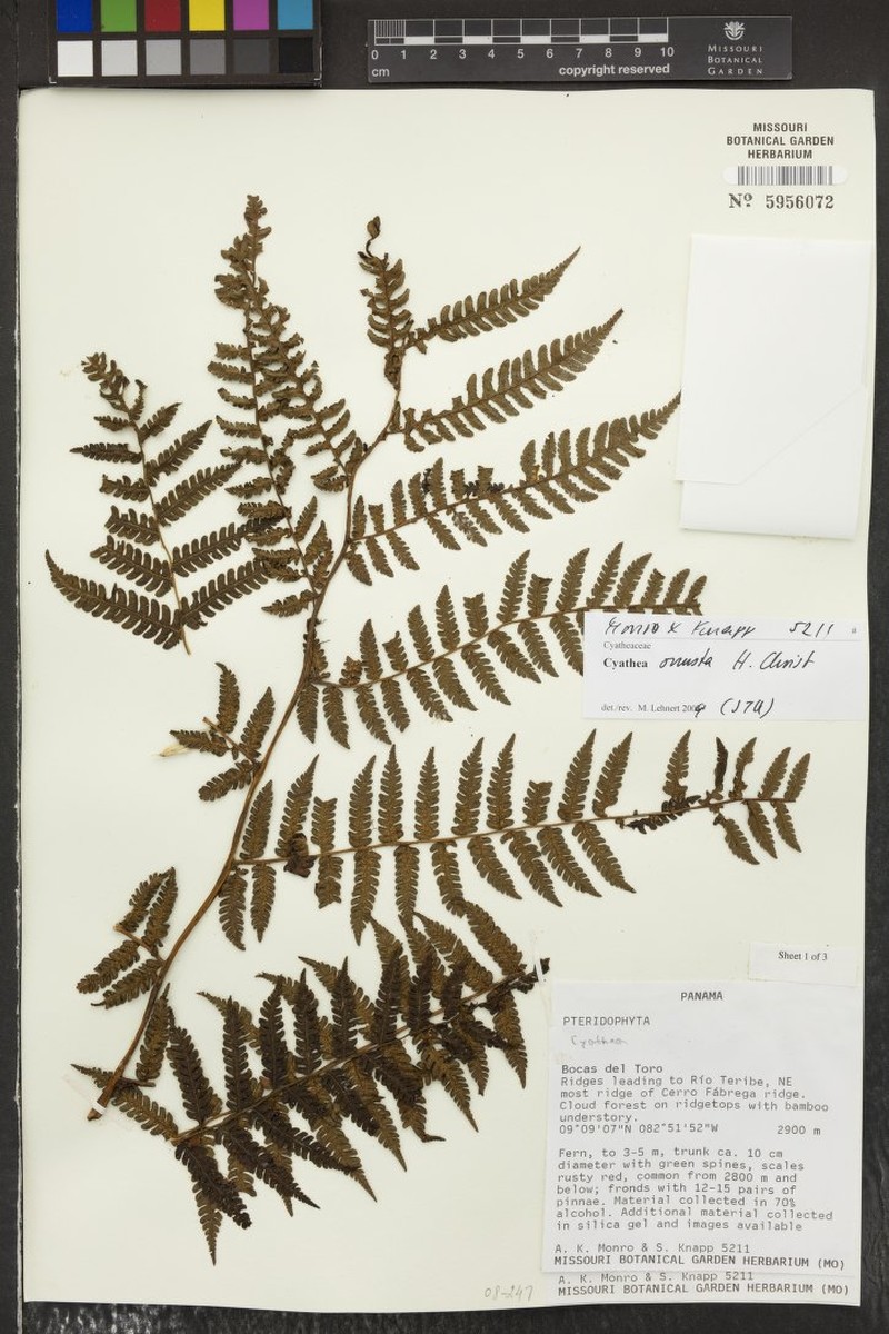 Cyathea onusta