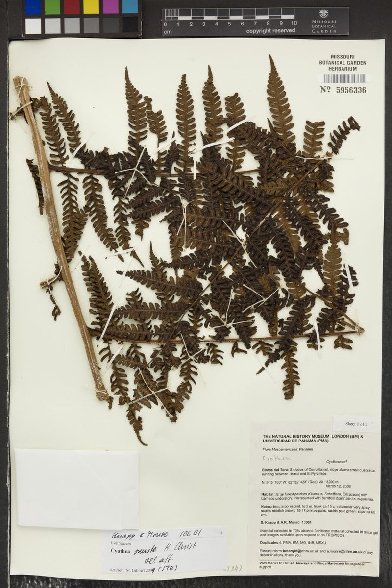 Cyathea onusta photo 2