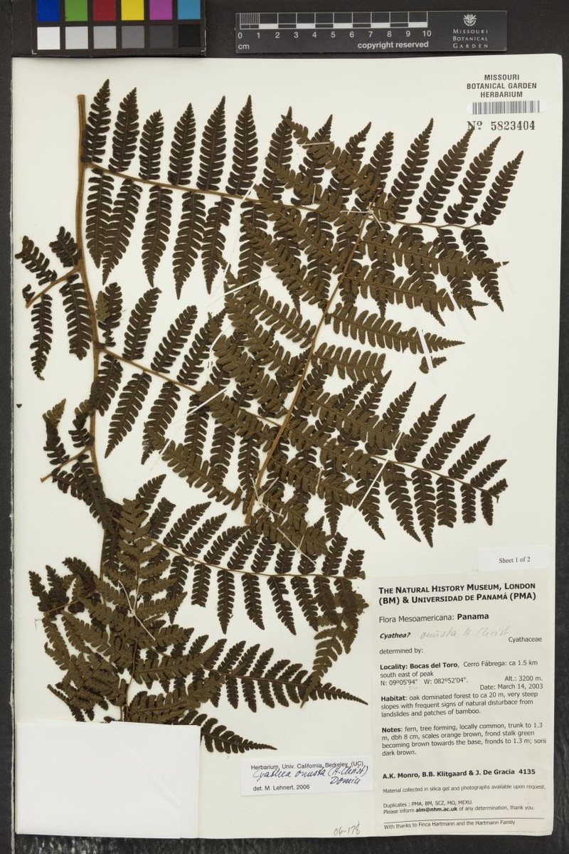 Cyathea onusta photo 3