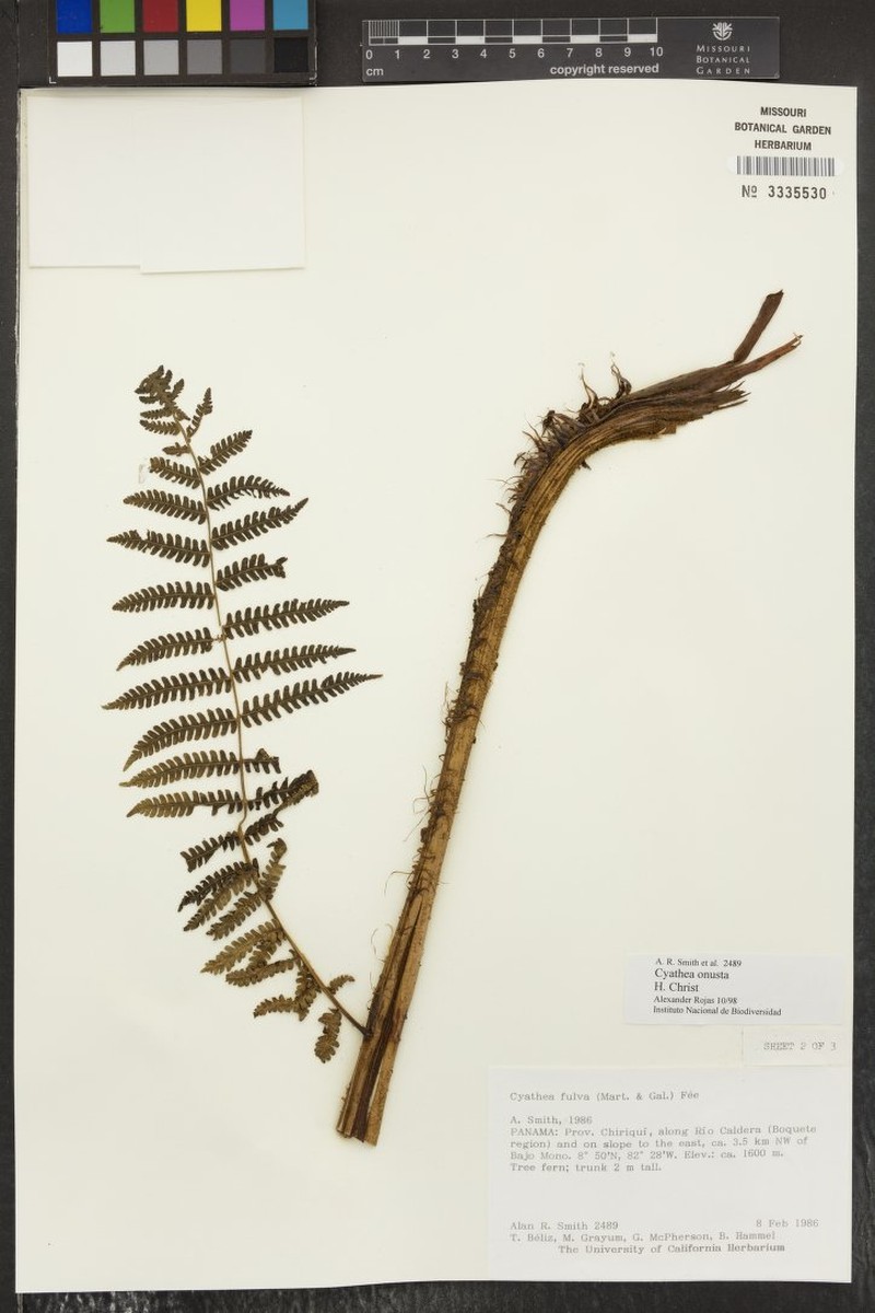 Cyathea onusta photo 4