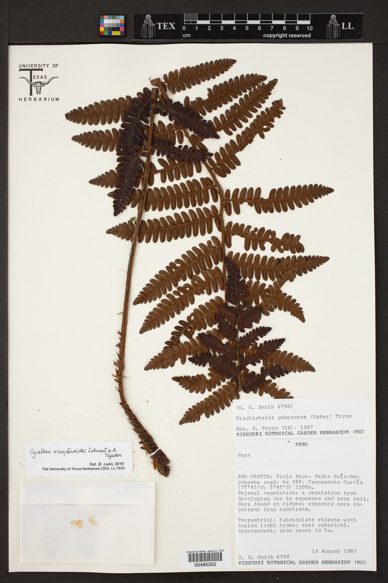 Cyathea oreopteroides