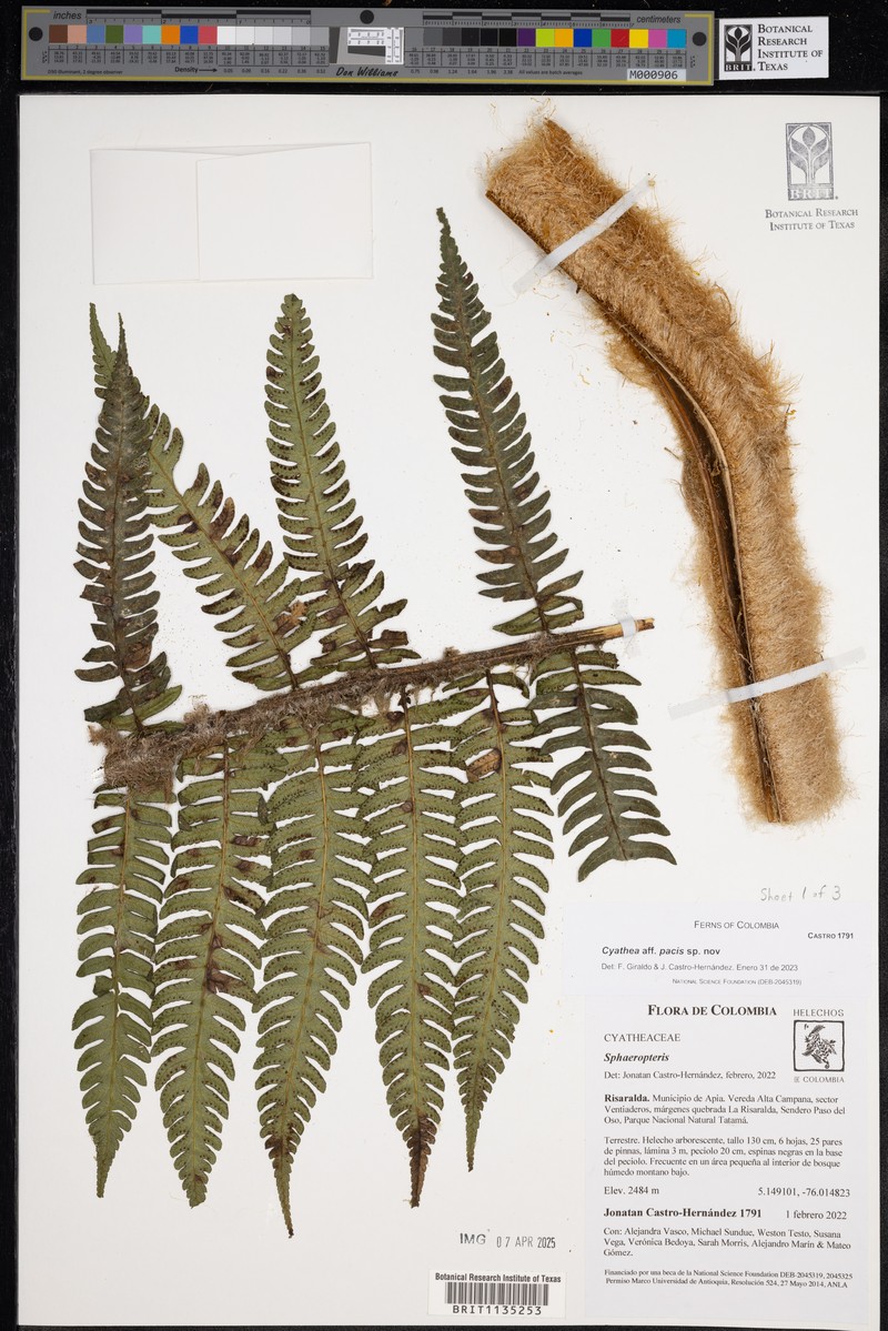 Cyathea pacis