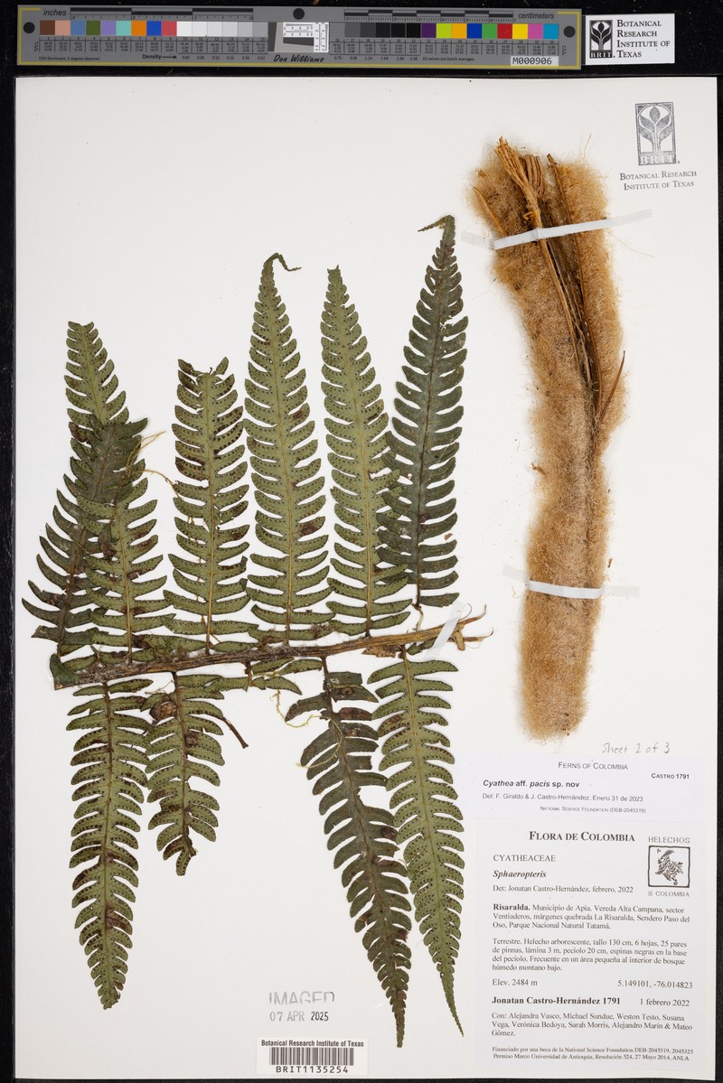 Cyathea pacis photo 2