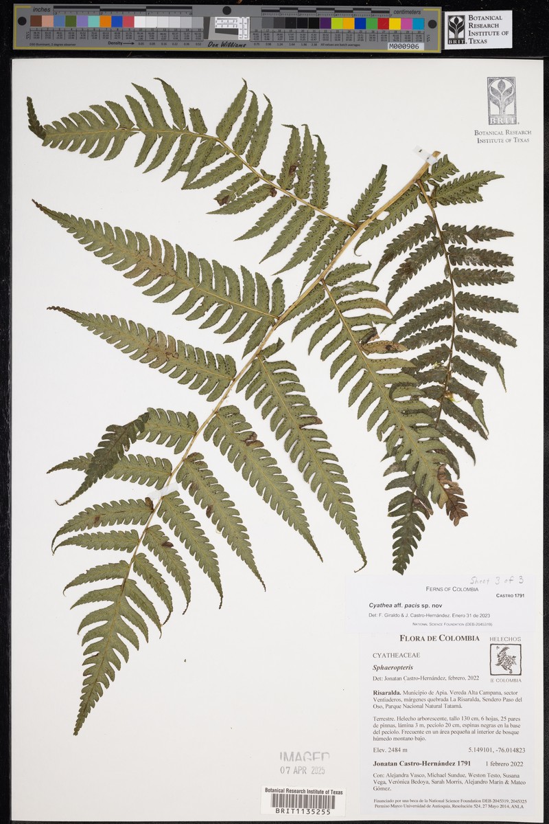 Cyathea pacis photo 3