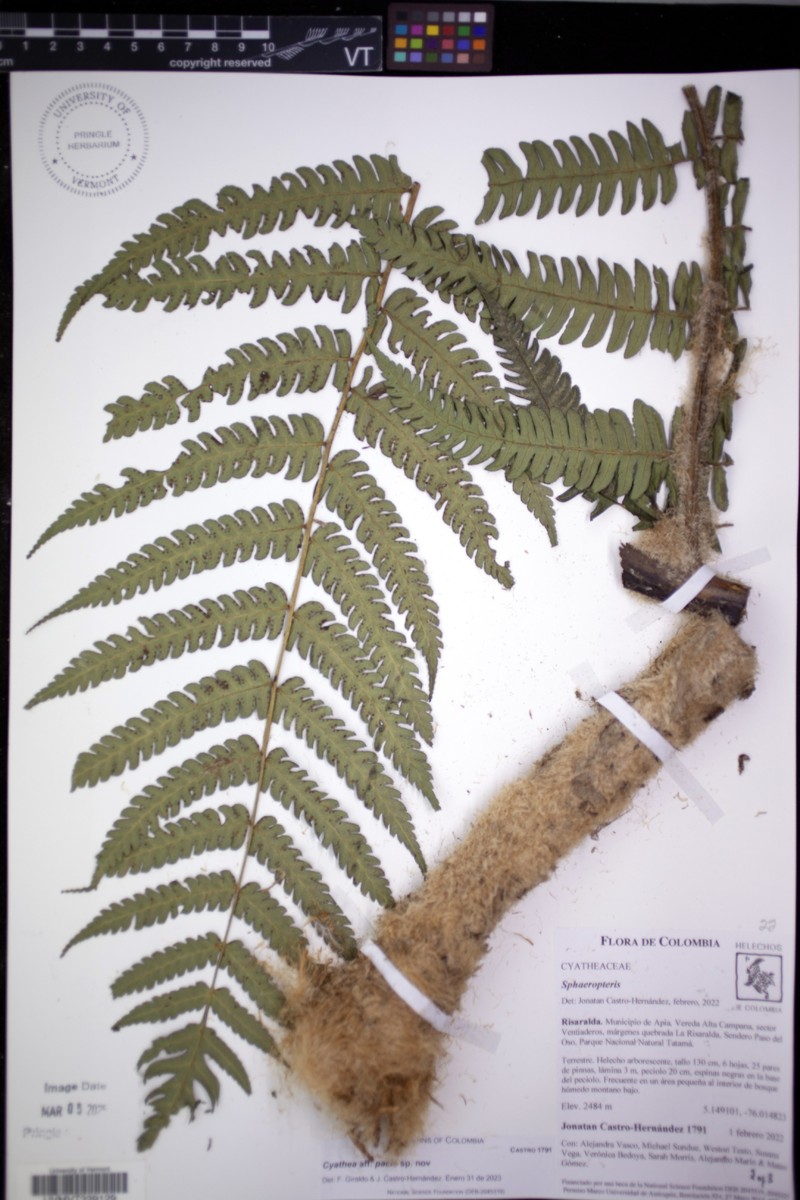 Cyathea pacis photo 4