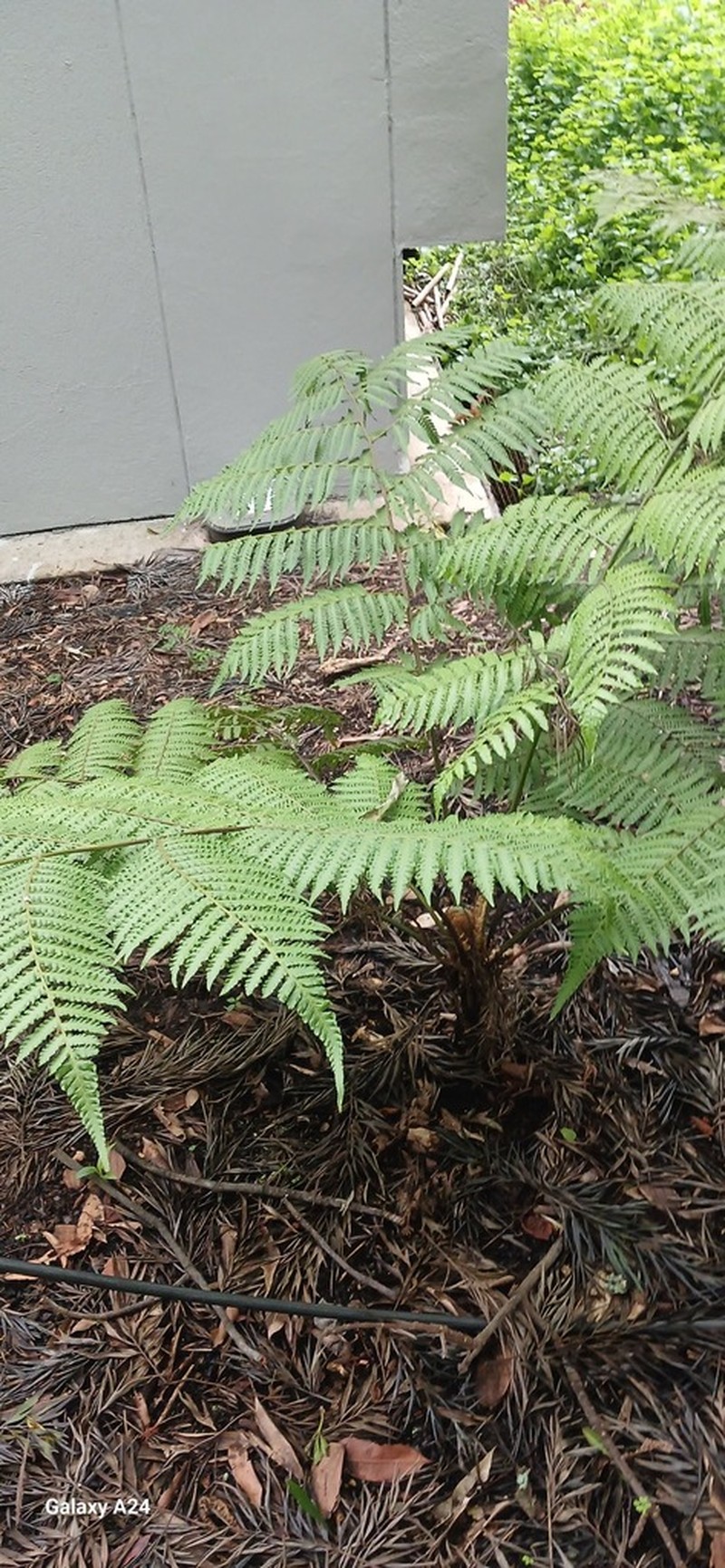 Cyathea paisa photo 2