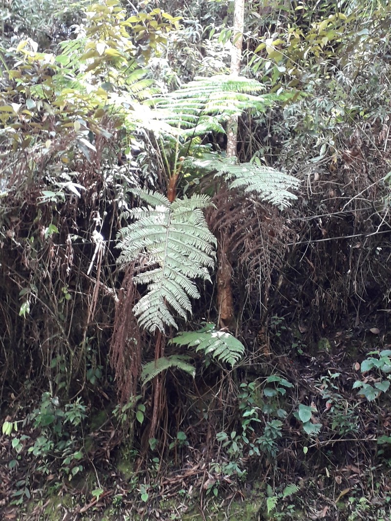 Cyathea paisa photo 3