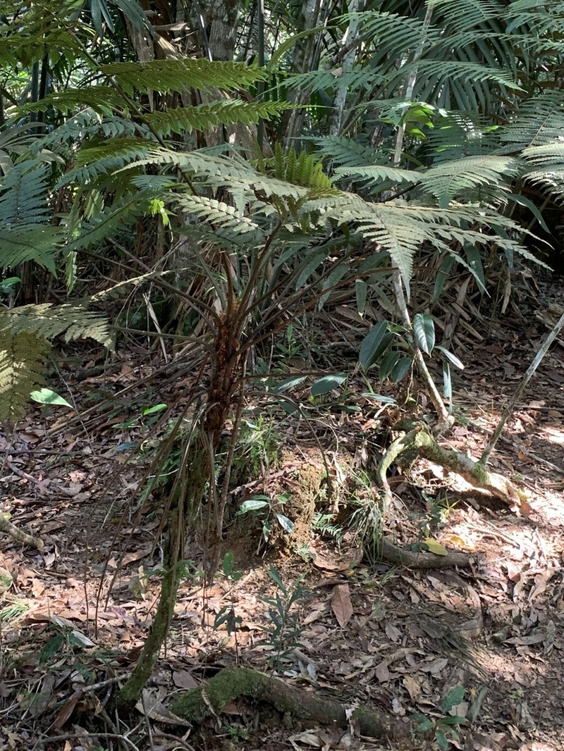 Cyathea paisa photo 4