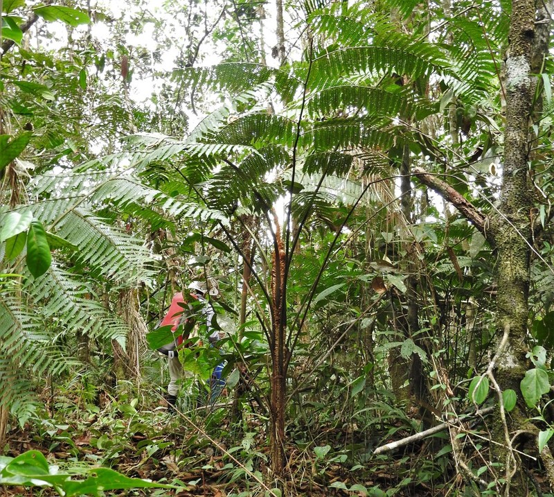 Cyathea paisa photo 5