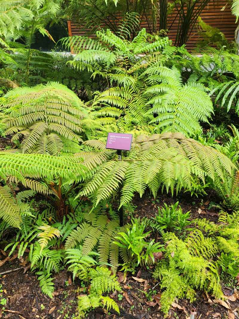 Cyathea paisa