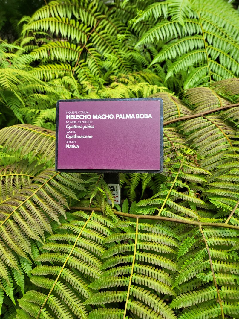Cyathea paisa photo 6