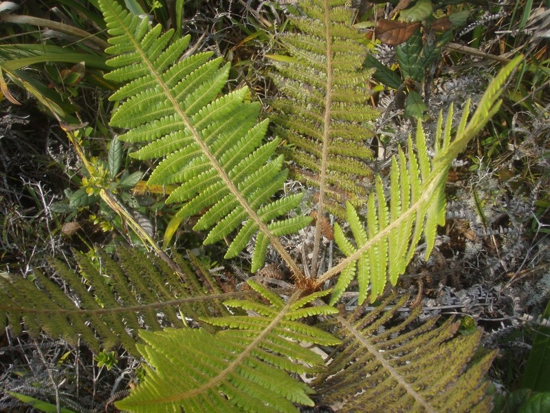 Cyathea palaciosii photo 2