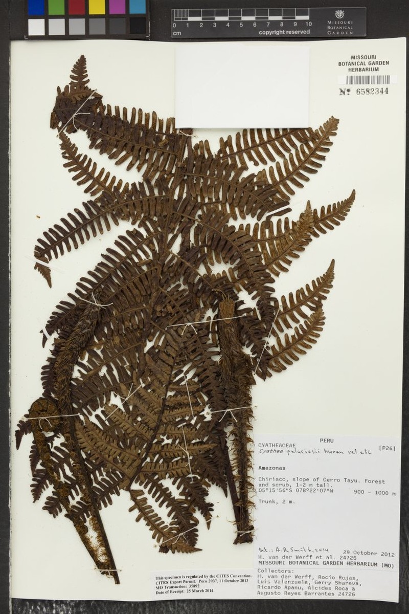 Cyathea palaciosii photo 3
