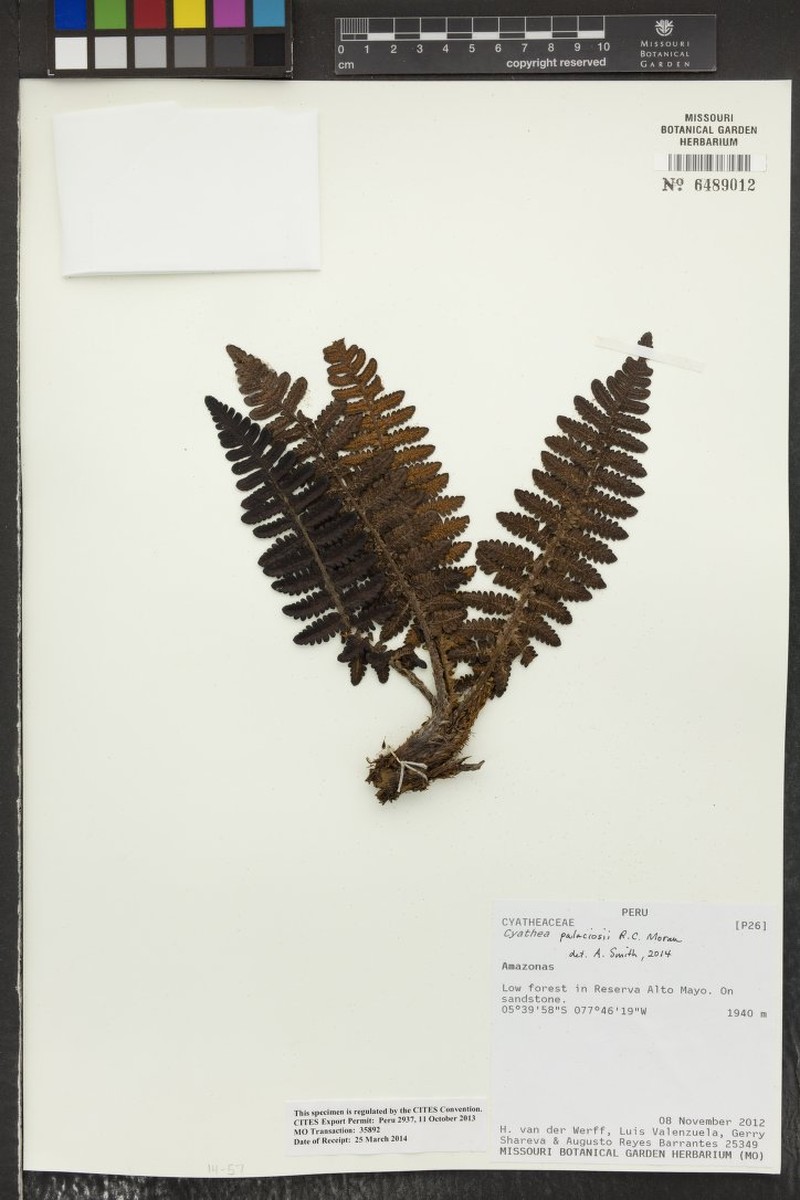 Cyathea palaciosii photo 4