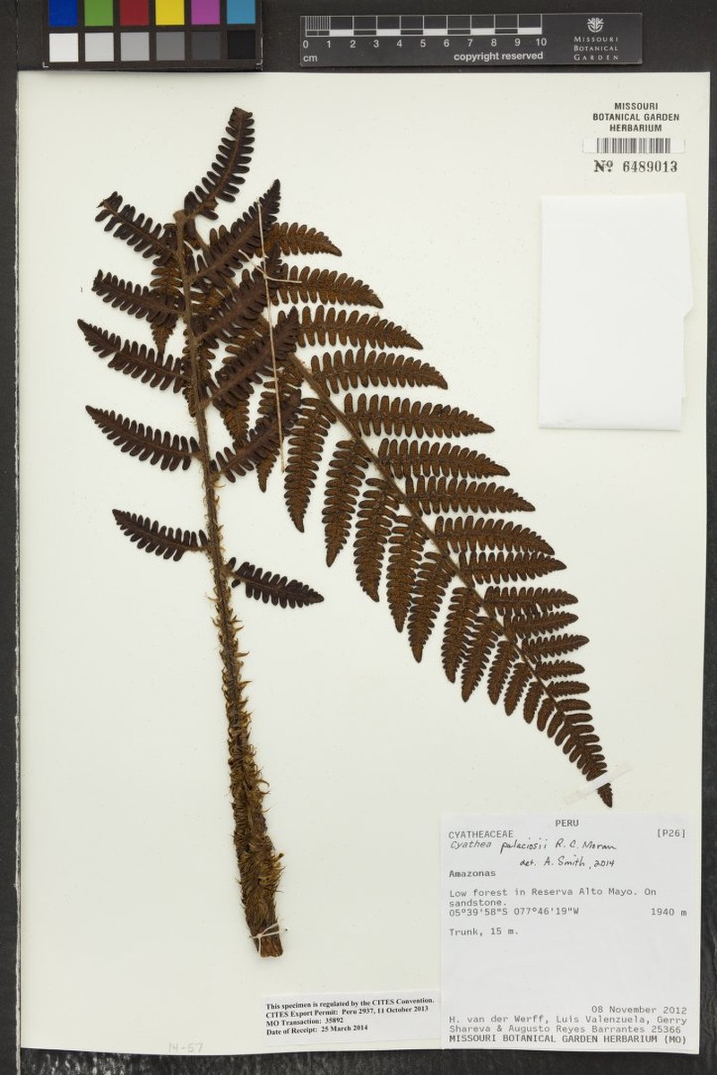Cyathea palaciosii photo 5