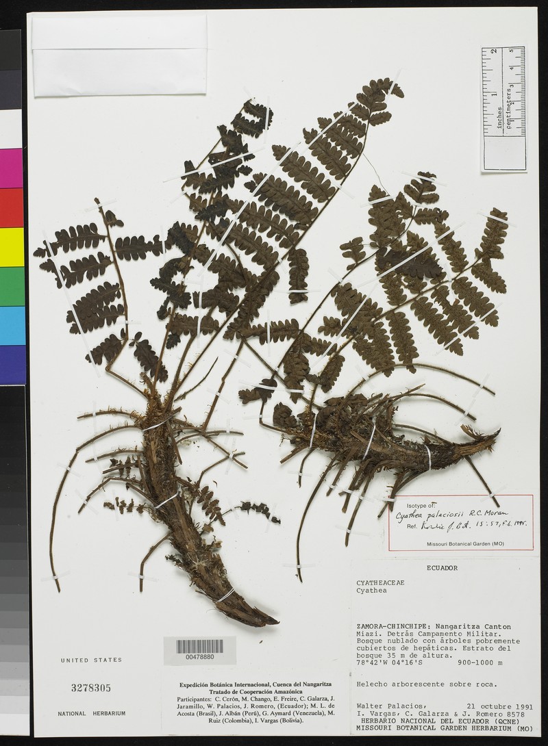 Cyathea palaciosii