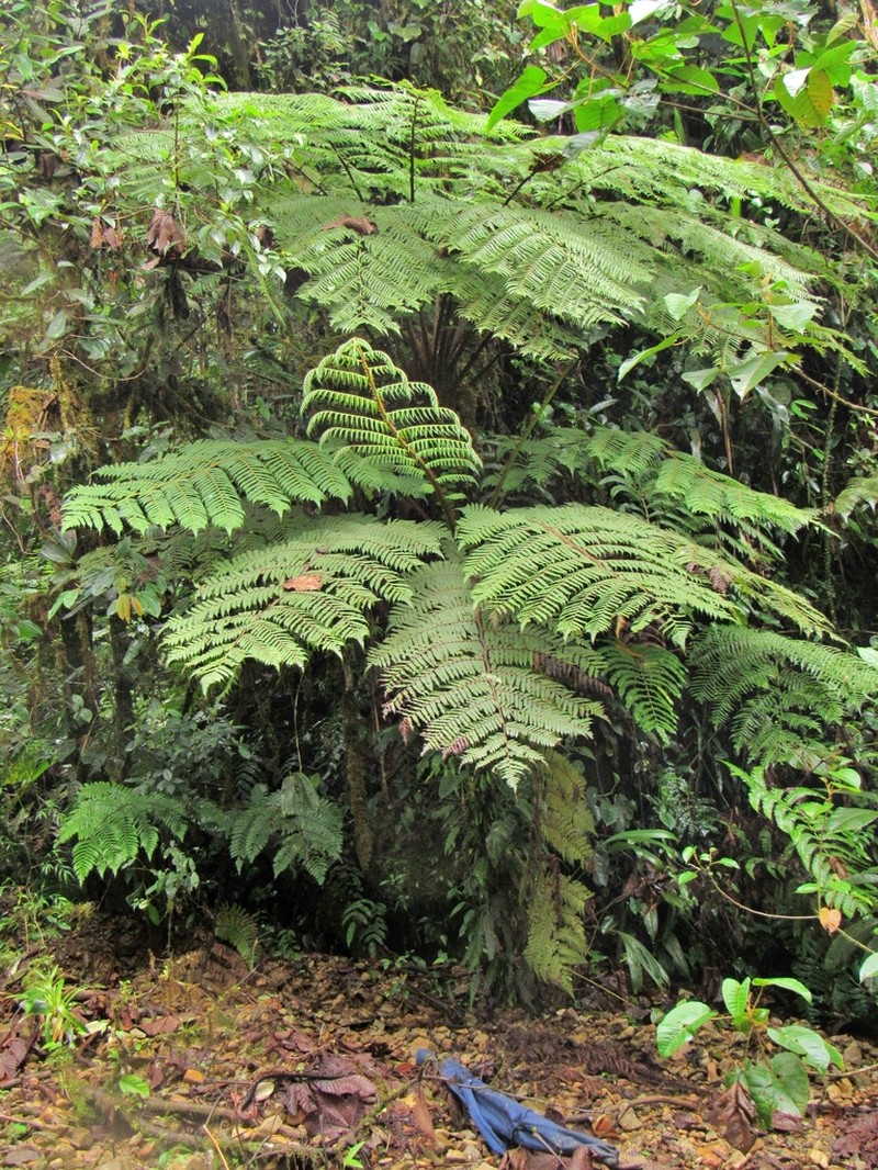 Cyathea pallescens
