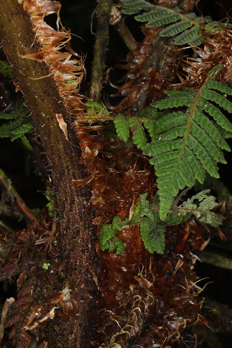 Cyathea pallescens photo 2