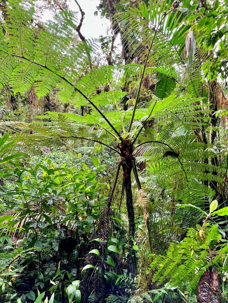 Cyathea pallescens photo 3