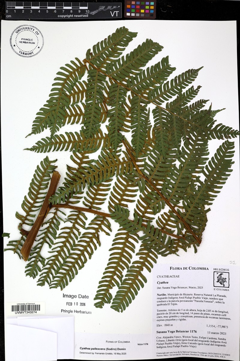 Cyathea pallescens photo 4