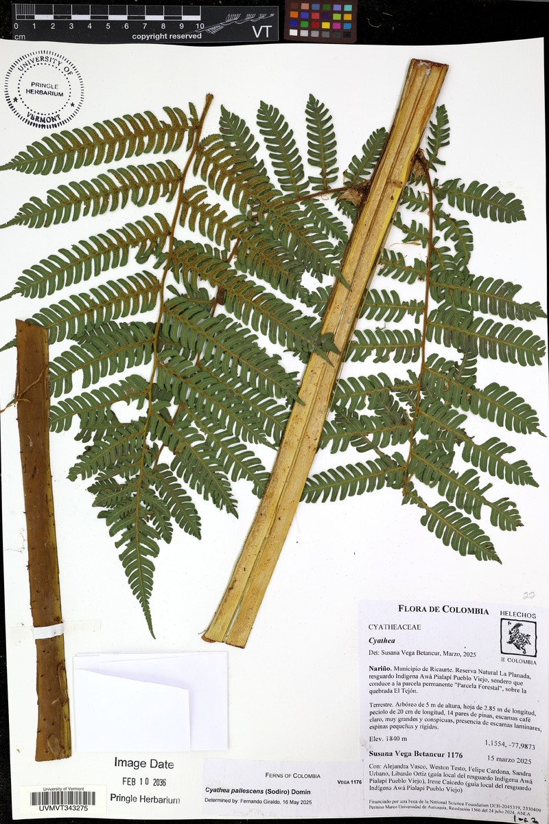 Cyathea pallescens photo 5