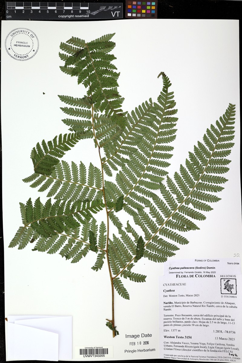Cyathea pallescens photo 6