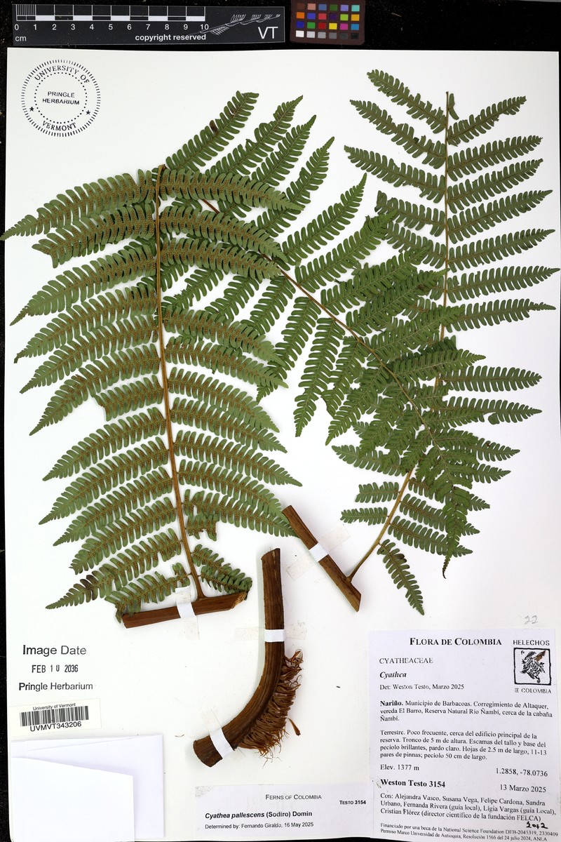 Cyathea pallescens photo 7