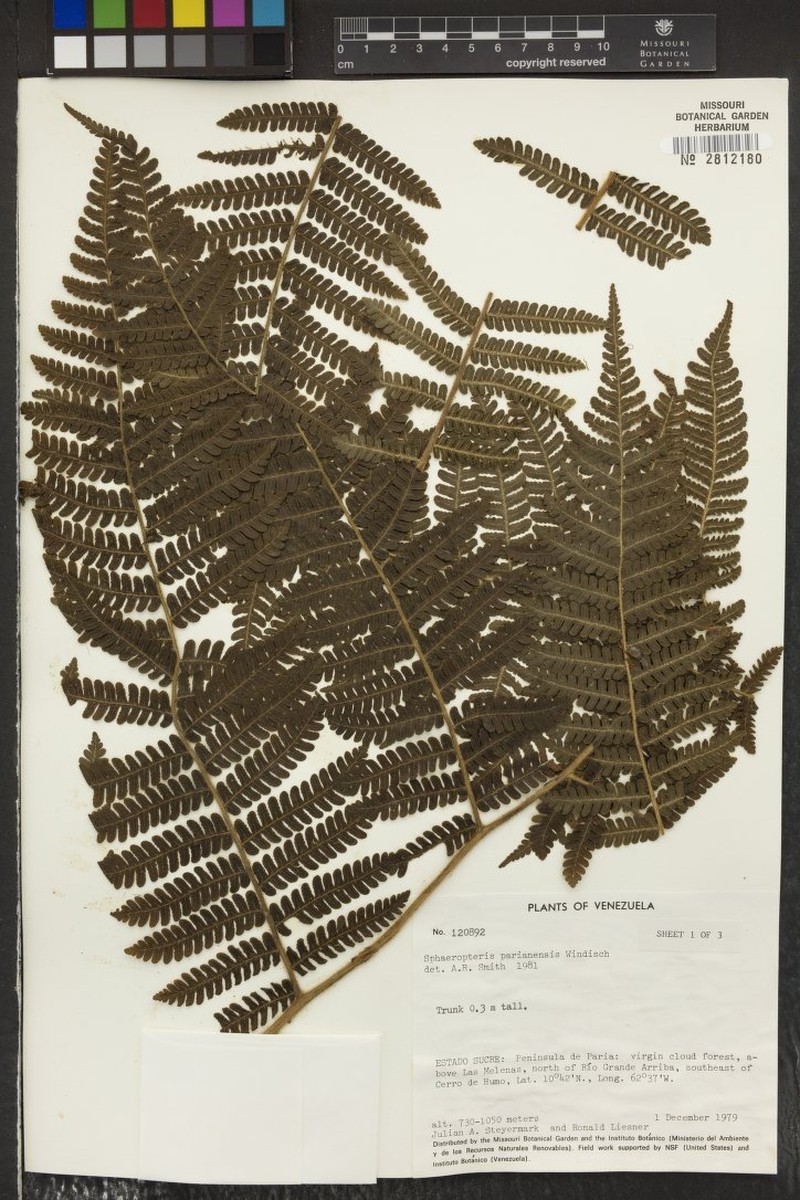Cyathea parianensis