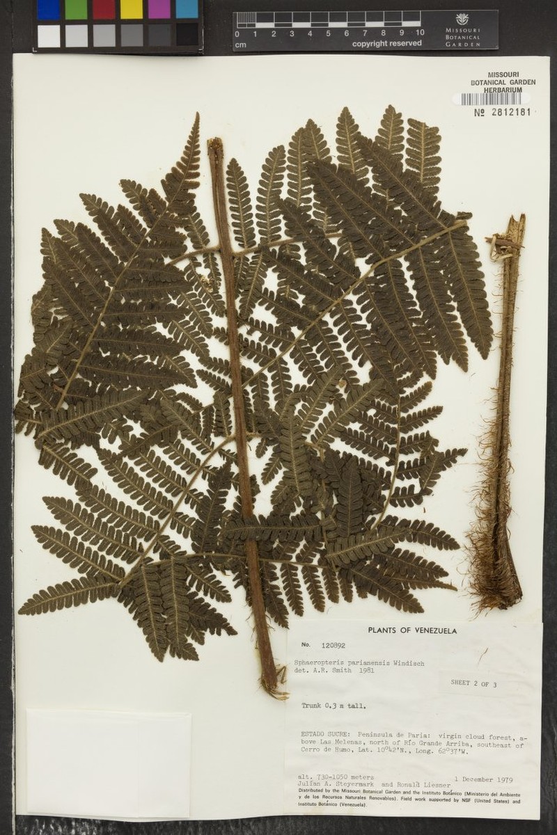 Cyathea parianensis photo 2