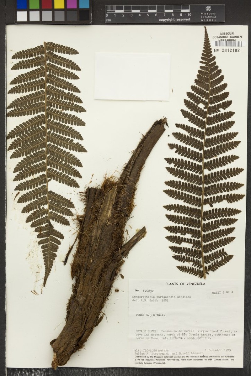 Cyathea parianensis photo 3