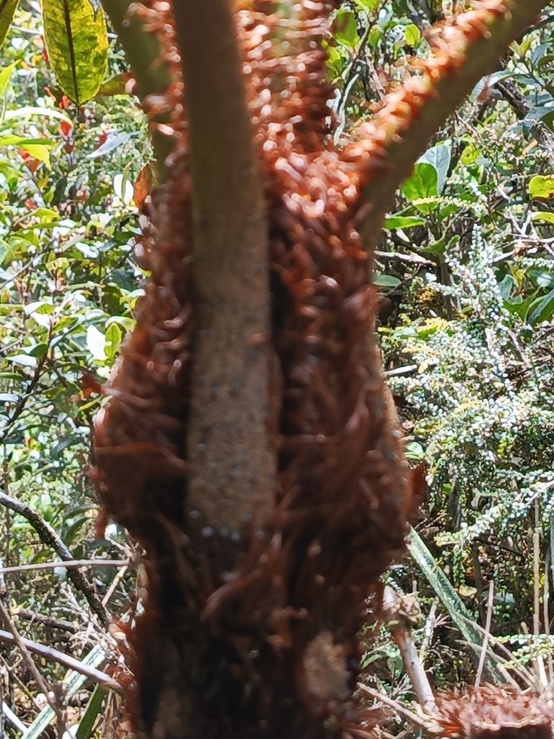 Cyathea parvifolia photo 2