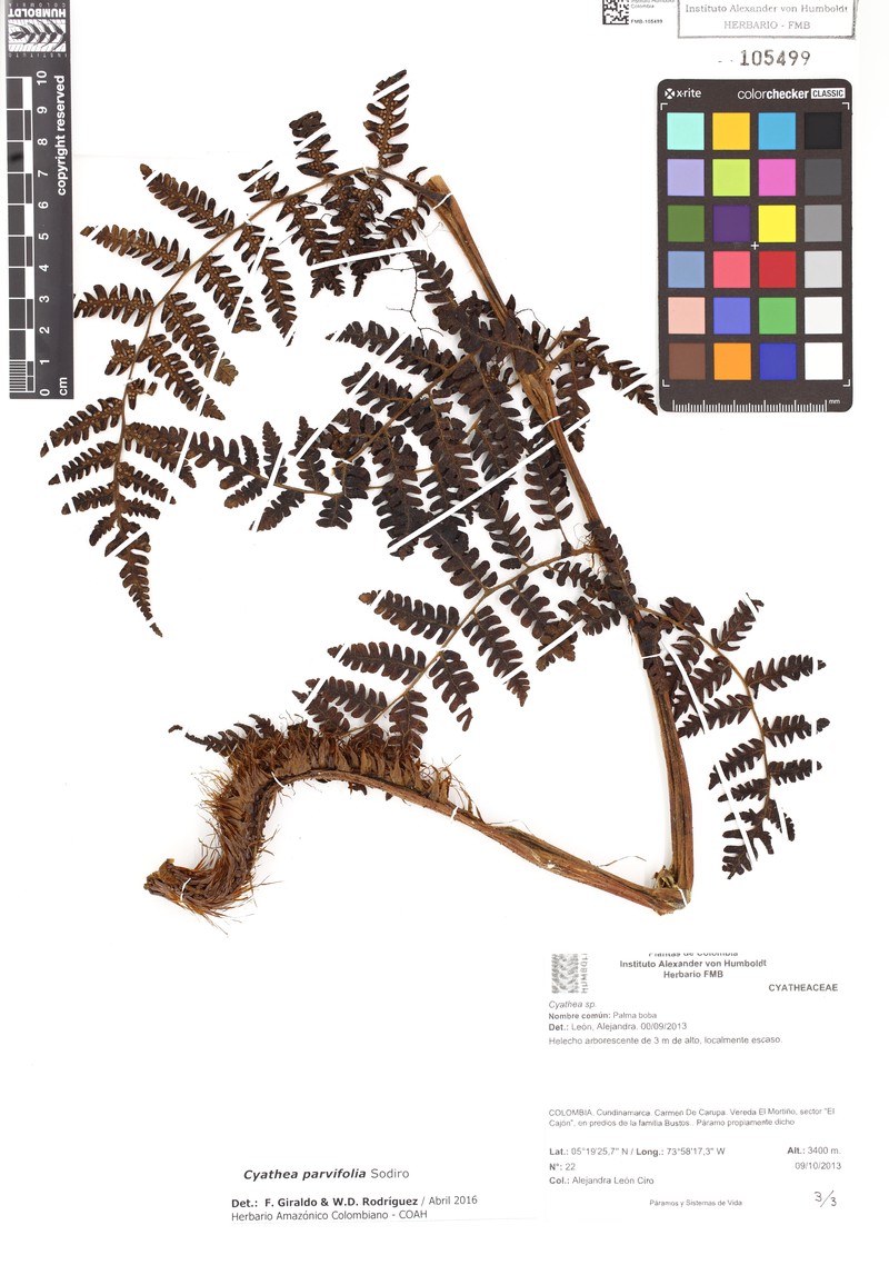 Cyathea parvifolia photo 3