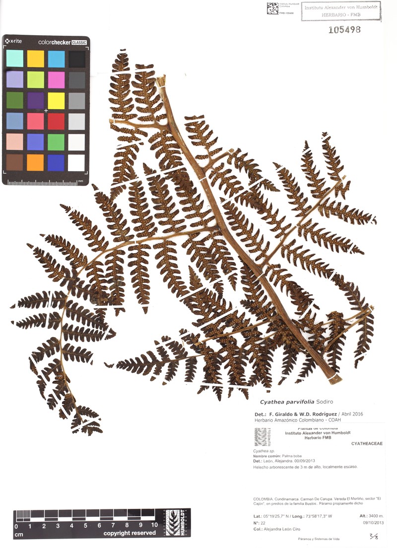 Cyathea parvifolia photo 4