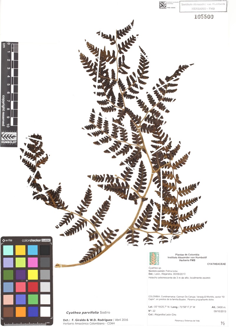 Cyathea parvifolia photo 5