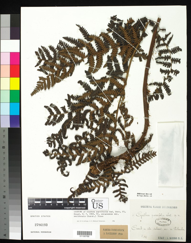 Cyathea parvifolia