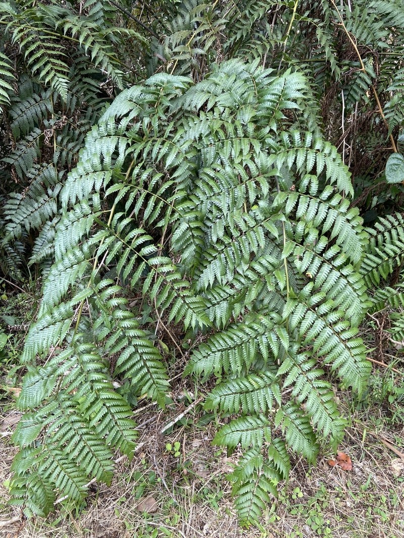 Small Treefern photo 2