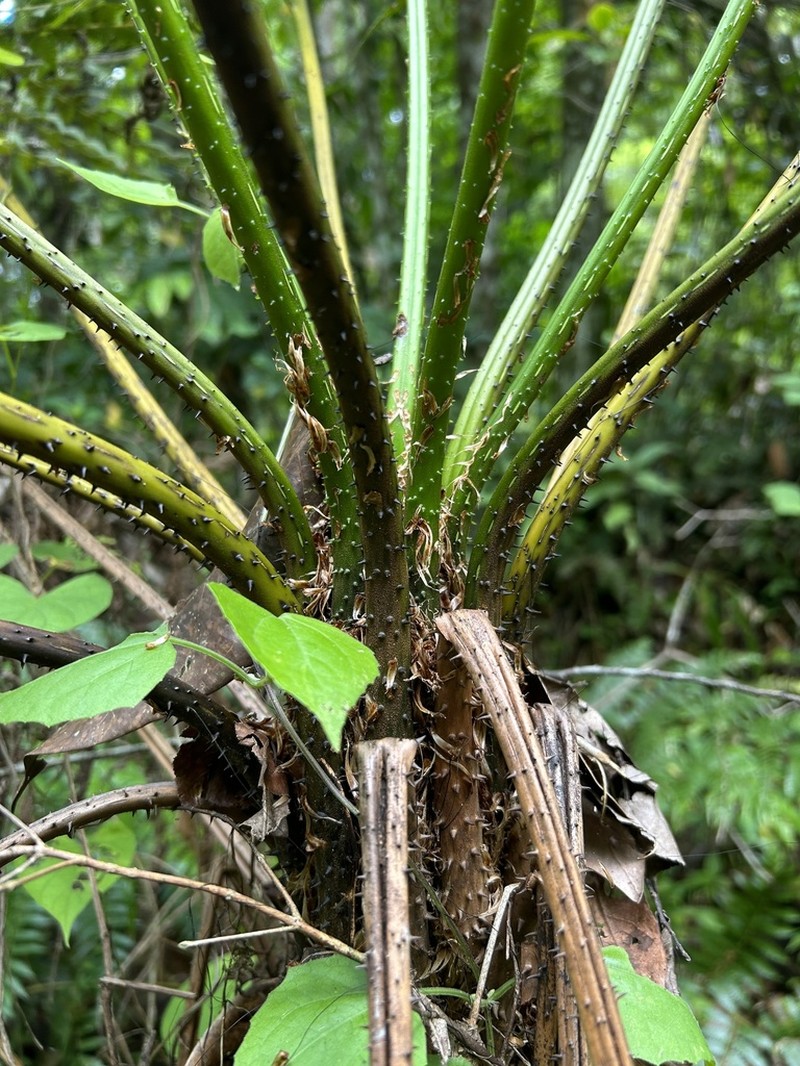 Small Treefern photo 3