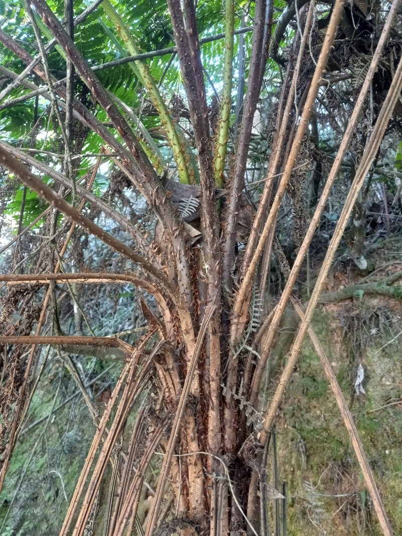 Small Treefern photo 4
