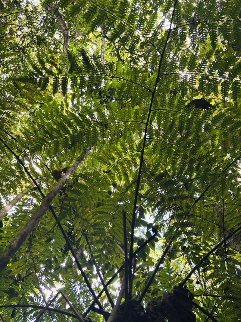 Small Treefern photo 5