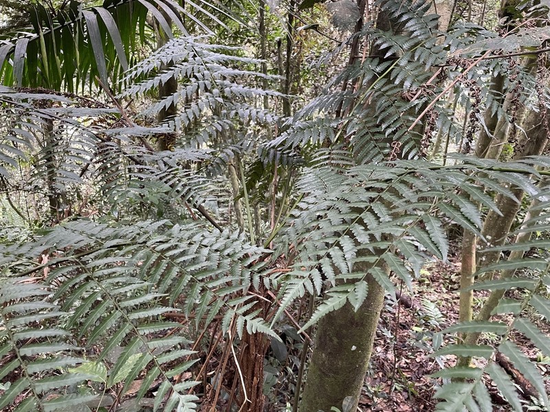 Small Treefern photo 6