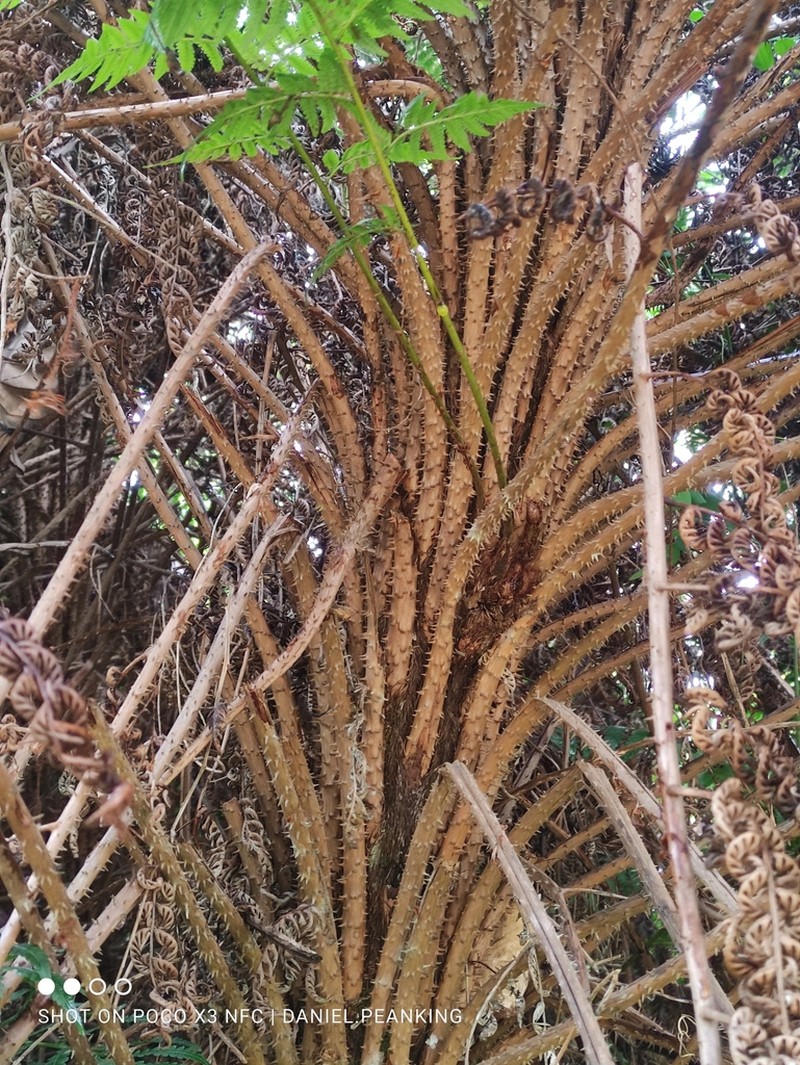 Small Treefern photo 7