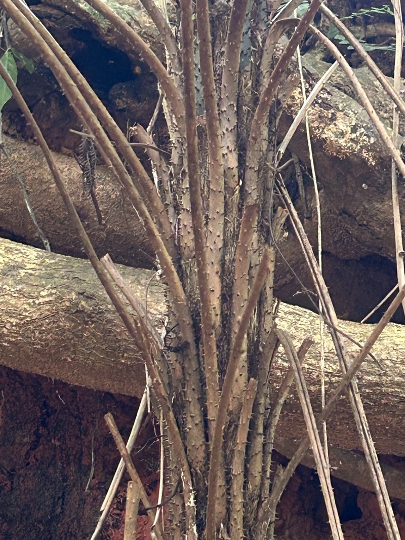 Small Treefern photo 8