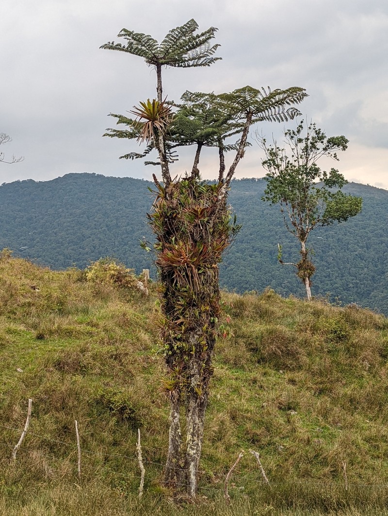 Cyathea patens